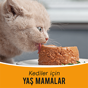 kedi yaş maması