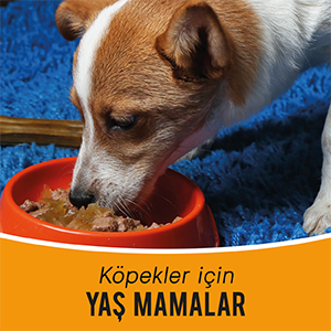 Köpek yaş maması